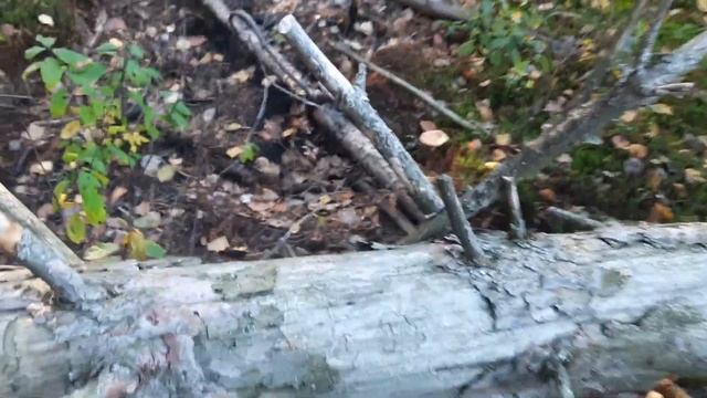 Осторожно ! Ядовитый гриб, который едят потом умирают. накопительный ядовитые вещества! Свинушка. смотреть онлайн