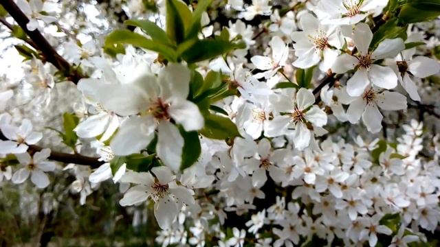 Футажик. Цветение алычи смотреть онлайн