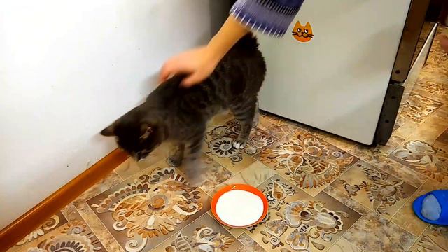 Качество молока проверяю быстро. смотреть онлайн