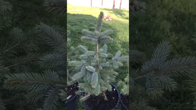 Ель голубая Супер Блю Сидлинг #shorts смотреть онлайн