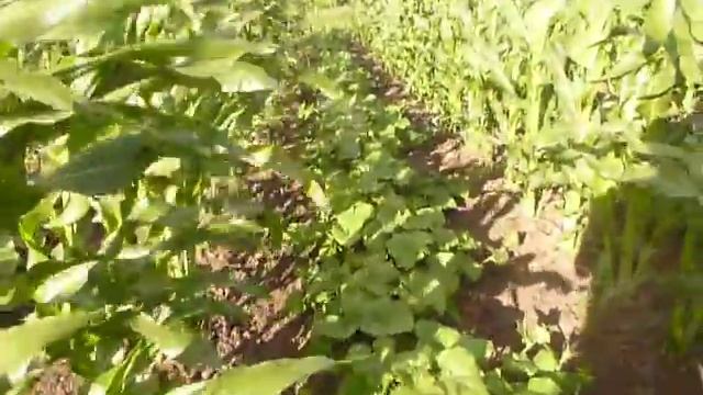 Как выращивать огурцы в сухую жаркую погоду смотреть онлайн
