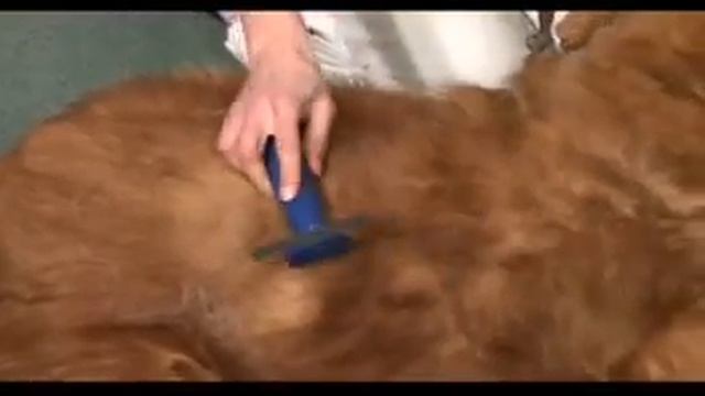 Andis Dog Grooming Deshedding / Andis Animal Clippers
