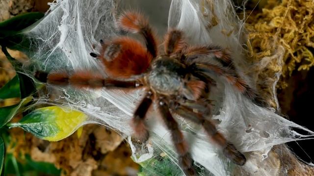 Antilles / Martinique Pinktoe (Caribena versicolor) Care & Husbandry смотреть онлайн