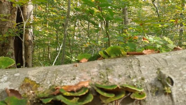 Что происходит в лесу-в окрестностях Сочи-в ноябре. смотреть онлайн