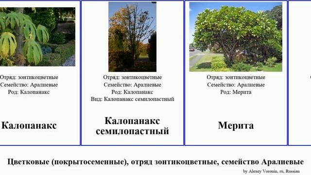 Цветковые (покрытосеменные), отряд зонтикоцветные, семейство Аралиевые аралия Angiosperms Заманиха