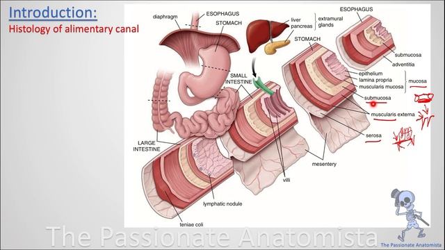 Digestive system module - Histology of the GIT (General concept) смотреть онлайн