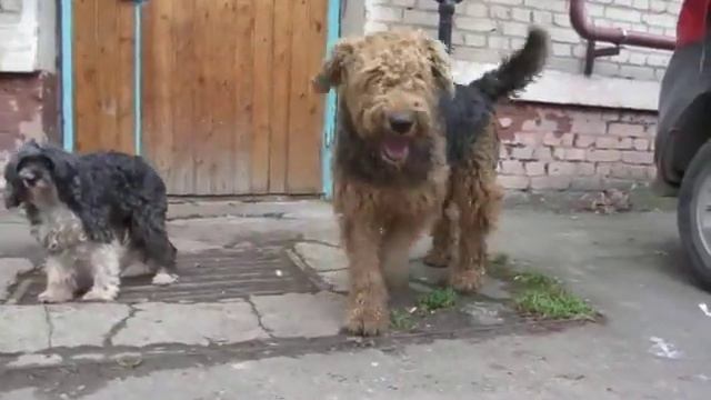 Эрдельтерьер Фил знакомится с Никой смотреть онлайн