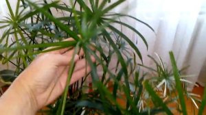 Комнатные  цветы. Уход за циперусом.