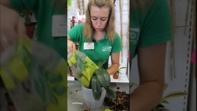 Как пересадить орхидею после цветения? смотреть онлайн