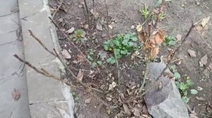 Весенняя ОБРЕЗКА розы! Молодого куста, взрослого и стелящейся розы.