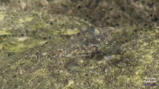 Krabbe spritzt Wasser Krebs Crab splashing water Crab eau injectée Cangrejo inyecta agua смотреть онлайн