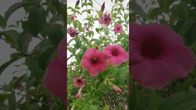 Most beautiful flower/ purple flower смотреть онлайн