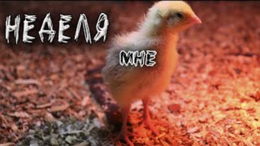 Недельные мясные перепела 5 кратный набор веса Техасский бройлер смотреть онлайн