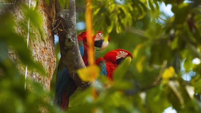 4K HDR 120fps Dolby Vision with Animal Sounds (Colorfully Dynamic) #71 смотреть онлайн