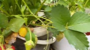 Клубника Москова и Федерико