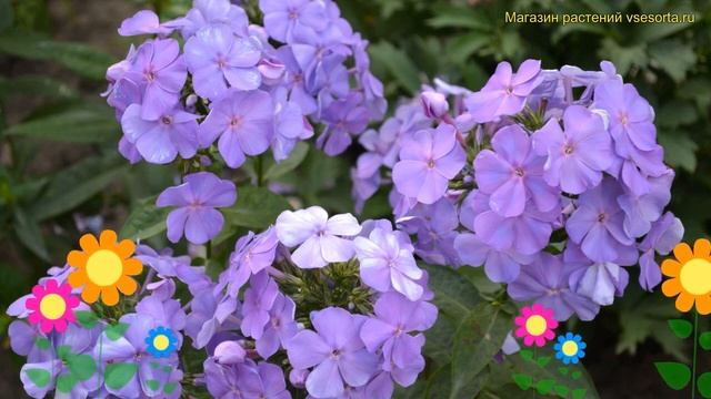 Флокс метельчатый Моя Любовь, Моя Отрада. Краткий обзор phlox paniculata Моя Любовь, Моя Отрада смотреть онлайн