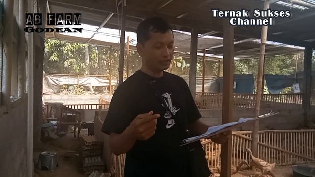 Enaknya ternak bebek petelur gajian setiap hari || peluang usaha kecil смотреть онлайн