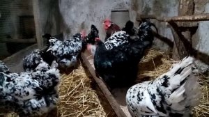 Ливенская Мраморная!!! Куры мясо-яичного направления!!!