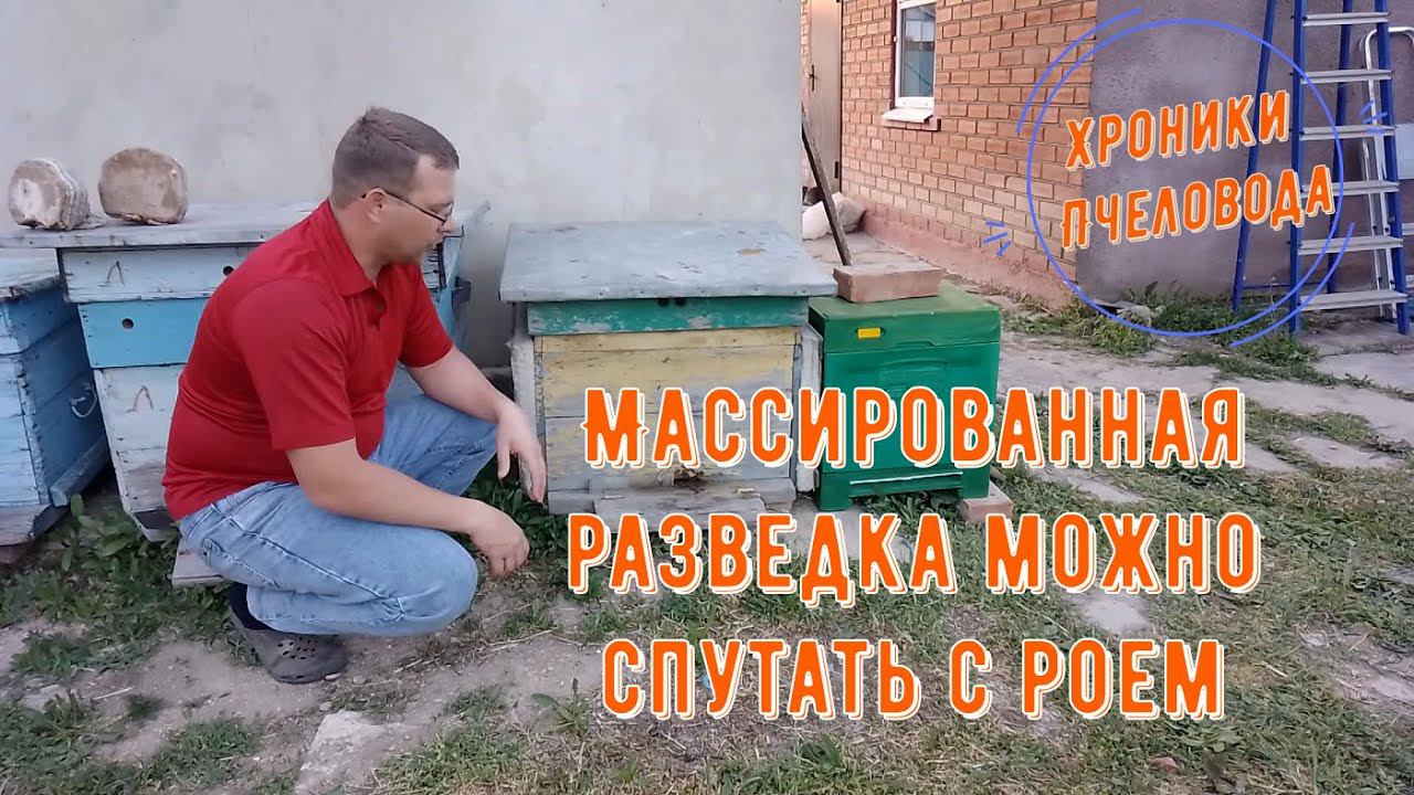 Массированная разведка пчел смотреть онлайн