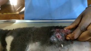 Remove mangoworms from dog - Remove mango worms from dog skin Удалите манговых червей с кожи собаки