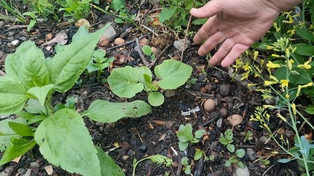 ТЫКВА НА КОМПОСТНОЙ ЯМЕ ПЕРВЫЕ РЕЗУЛЬТАТЫ смотреть онлайн