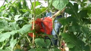 Подвязка арбузов при вертикальном выращивании