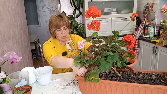 Пеларгония. Уход в домашних условиях. Пересадка на фитильный полив