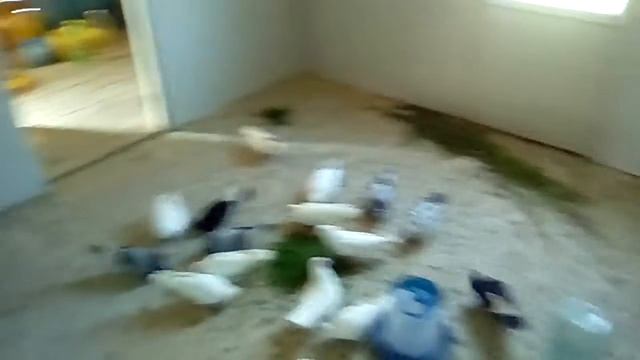 Саратов Голуби Строительство Голубятни новая голубятня смотреть онлайн