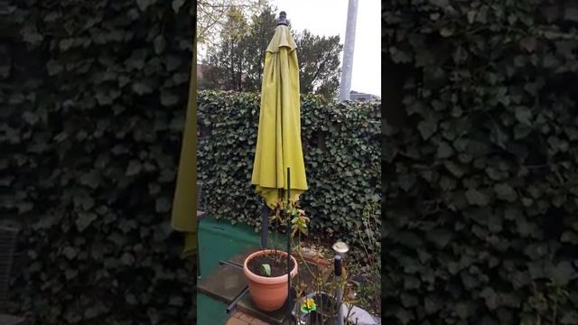 КОПТИМ САЛО, МЯСО В ОБЫЧНОЙ ГРИЛЬНИЦЕ...РЕЗУЛЬТАТ ПРОСТО СУПЕР! смотреть онлайн