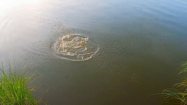 Жесткая поклевка щуки на городском пруду смотреть онлайн