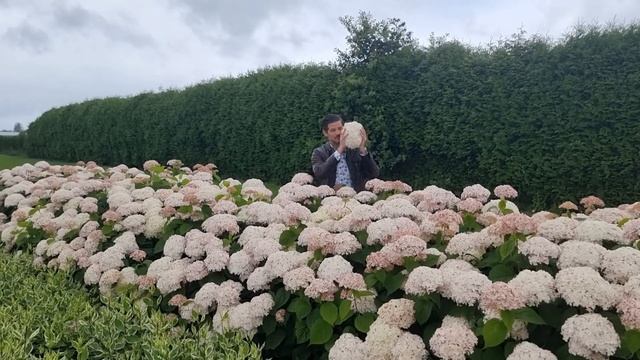 Hydrangea arborescens Candybelle® Marshmallow @ Verpaalen смотреть онлайн