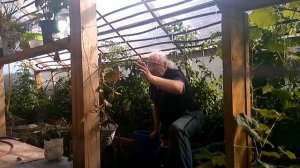 Осенняя посадка винограда "Рошфор"