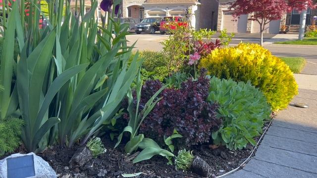 Planting Alyssum in my sunny border garden - Late May 2023 смотреть онлайн