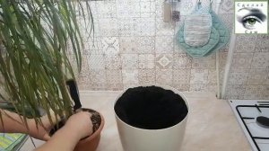 Как пересаживать цветы - это просто необходимо!