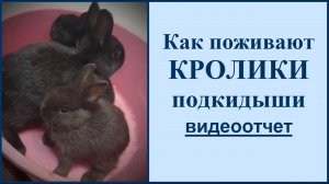 Можно ли подсадить крольчат к другой крольчихе