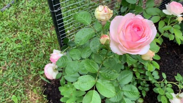 Romantic Eden Rose | Rosa “Pierre de Ronsard” Climbing Rose (first blooms) смотреть онлайн