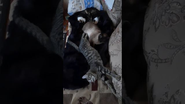 что такое красота? смотреть онлайн