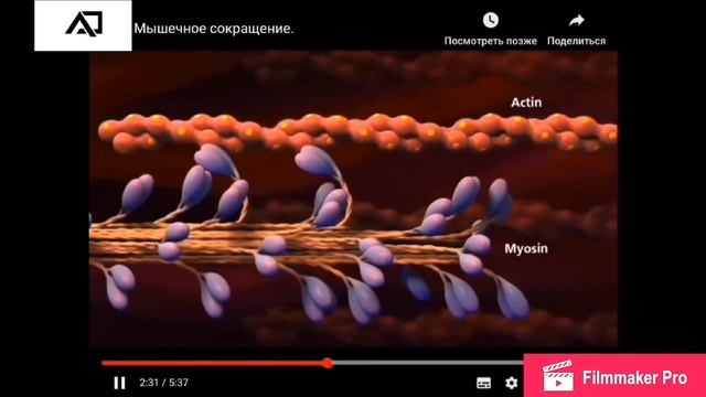 Физиология 1. Мышечное сокращение. смотреть онлайн