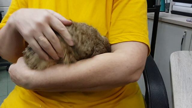 Один день из жизни сурикатов (One day in the life of a meerkat) смотреть онлайн