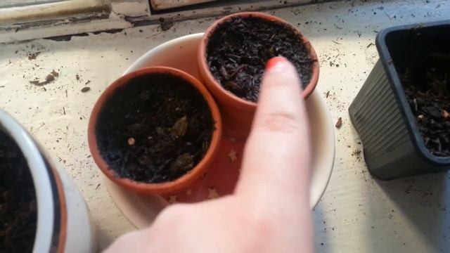 Mimosa Pudica Seedling смотреть онлайн