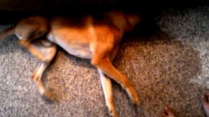 приступ эпилепсии у собаки