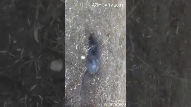 СМОТРИТЕ КАК КРОТ КОПАЕТЬ ЗЕМЛЮ смотреть онлайн