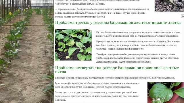Проблемы с рассадой Баклажанов !!! и пути их решения смотреть онлайн