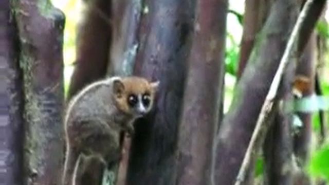 Madagascar mouse lemur смотреть онлайн