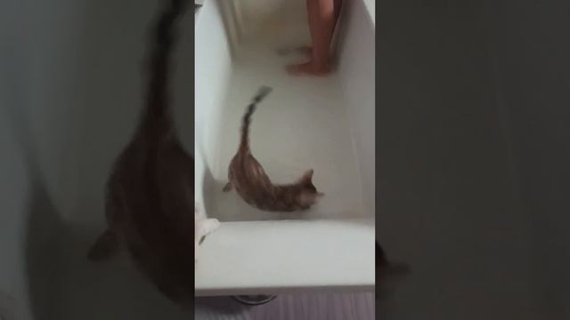 Нет ни за что на свете ....НЕТ,нет сказала  #kitty