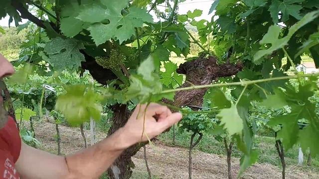 Обломка технического винограда в Италии смотреть онлайн