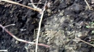 ОБРЕЗКА КЛЕМАТИСОВ ВЕСНОЙ