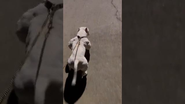качок #собака #качок смотреть онлайн