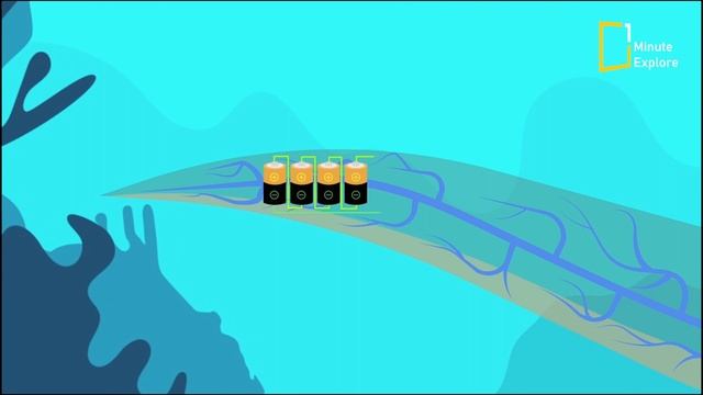 How the electric eel produces electricity?⚡ смотреть онлайн