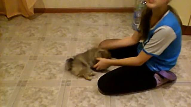 Как научить щенка команде лежать смотреть онлайн